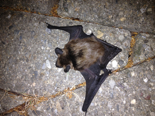 bat on sidewalk